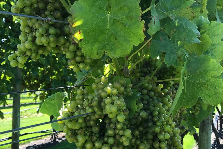 Full-Day Wine Gourmet and Scenic Delight Tour of Marlborough from Blenheim