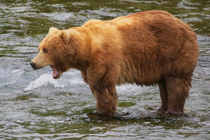 Whittier to Anchorage Post Cruise Scenic Transfer Tour