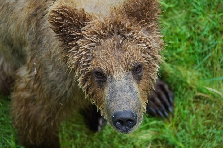 Whittier to Anchorage Post Cruise Scenic Transfer Tour