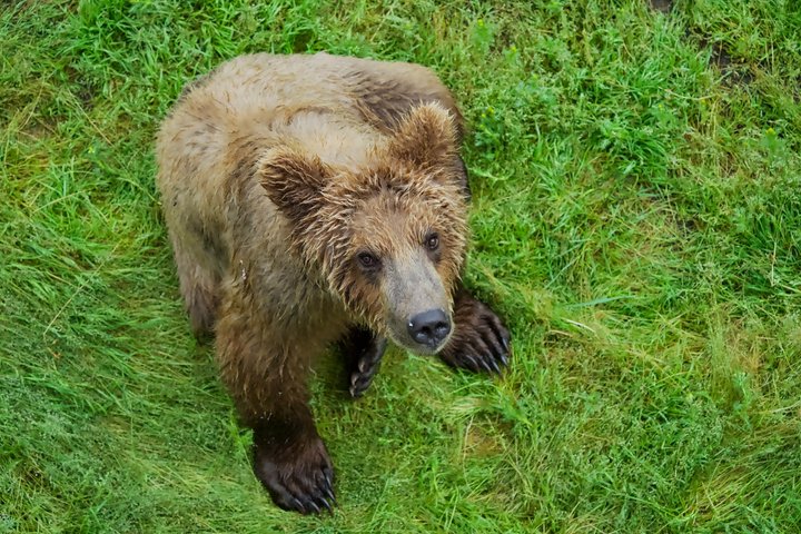 Whittier to Anchorage Post Cruise Scenic Transfer Tour