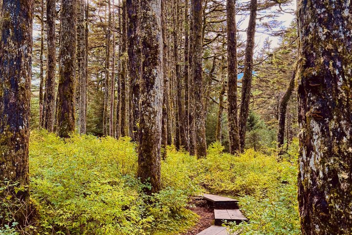 Whittier to Anchorage Post Cruise Scenic Transfer Tour