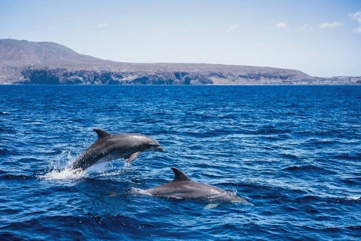 Tenerife Whale and Dolphin Watching + SWIM STOP