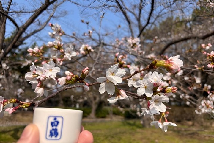 Kobe Sake Tour with Expert Guide: 3+ Breweries, Tastings Included