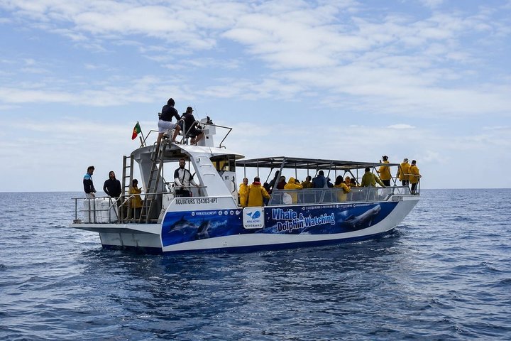 Whale and Dolphin Watching in Pico Island - Half Day