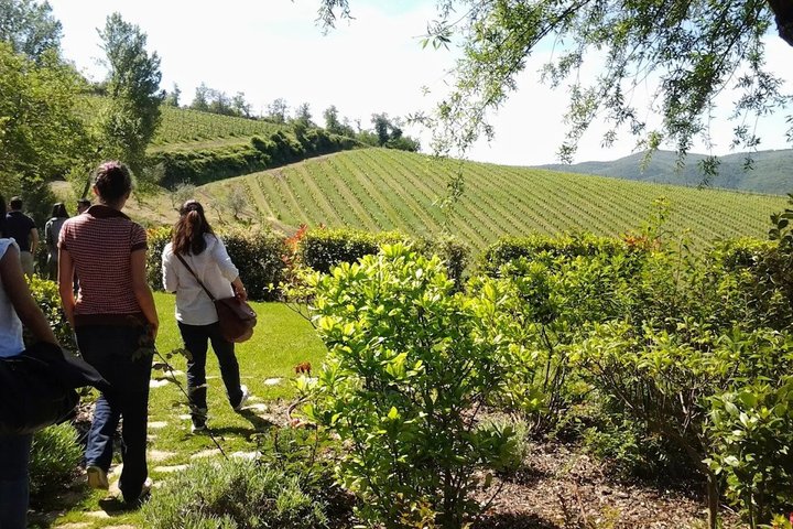 Radda in Chianti: Wine Tasting, Cellar Tour & Tuscan Lunch