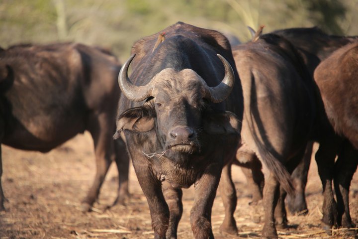 South Luangwa National Park Safari Game Drive