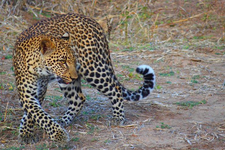 South Luangwa National Park Safari Game Drive