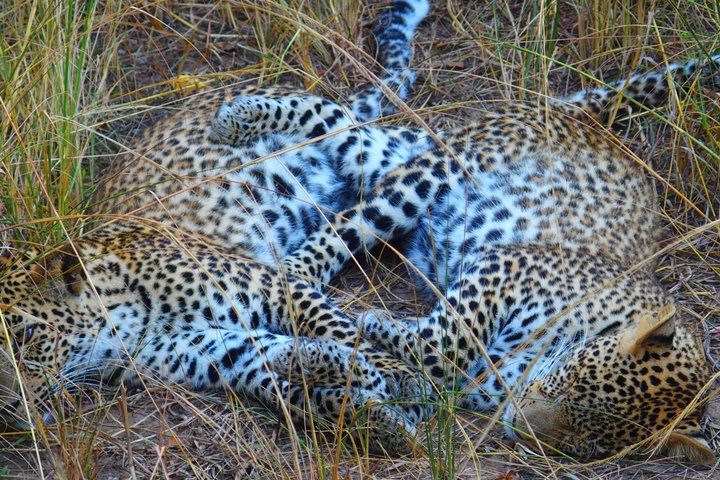 South Luangwa National Park Safari Game Drive