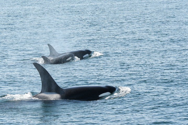 Whale Watching from Friday Harbor