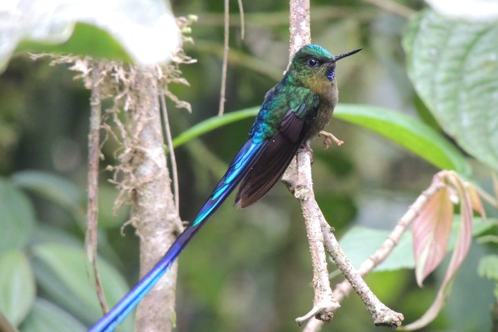 Mindo Cloud Forest Private Day Tour