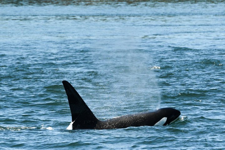 Whale Watching from Friday Harbor