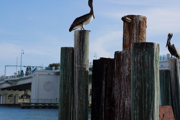 Evening Dining Yacht Cruise in Clearwater Beach