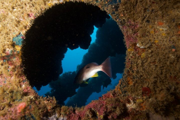 Scuba Dive the S.S. Yongala Wreck on the Great Barrier Reef.