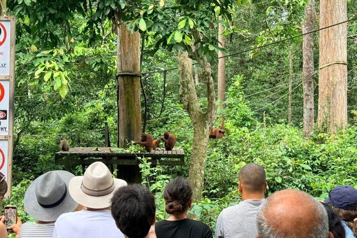 Full Day Sepilok Orangutan and Rainforest Discovery Centre Tour