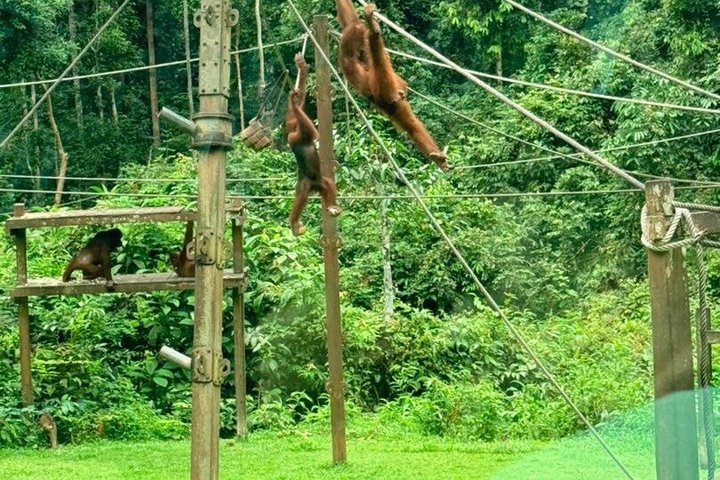 Full Day Sepilok Orangutan and Rainforest Discovery Centre Tour