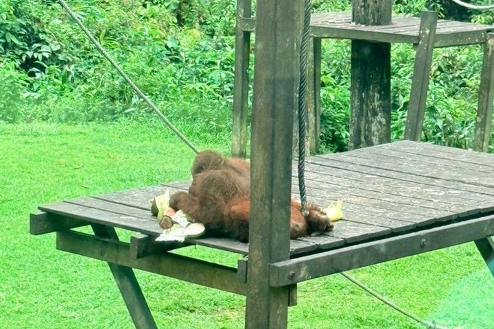 Full Day Sepilok Orangutan and Rainforest Discovery Centre Tour