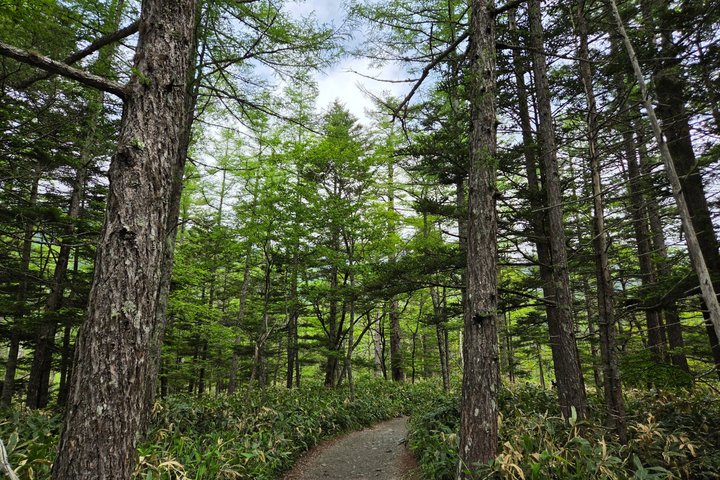 Nagano: Kamikochi Morning Nature Walk from Taisho Pond