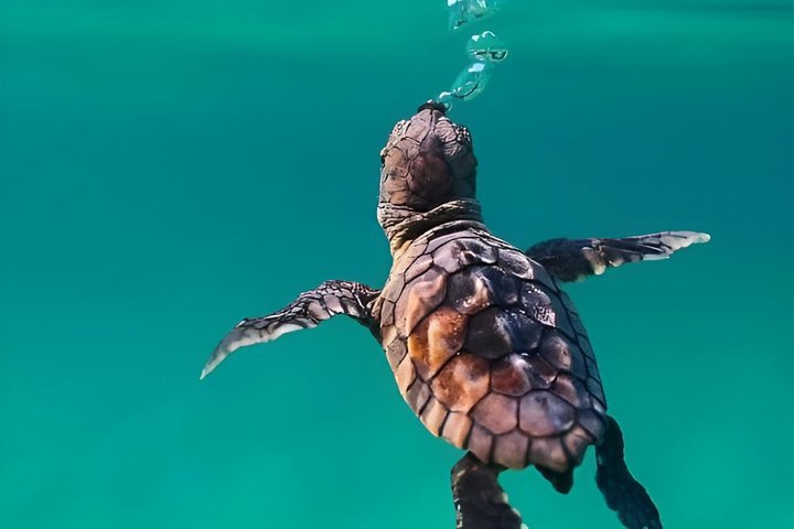 Sharm El Naga Full Day Snorkeling with Turtles & Lunch – Hurghada