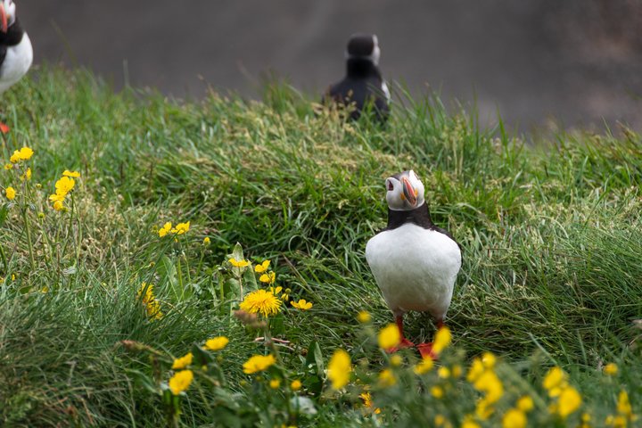 Puffin Watching and Gufufoss Waterfall Tour from Seydisfjordur