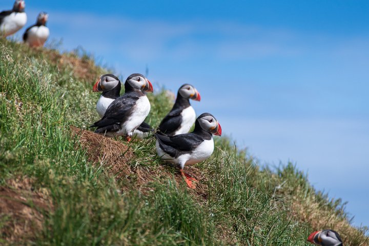 Westman Islands Volcano and World Largest Puffin Colony Tour