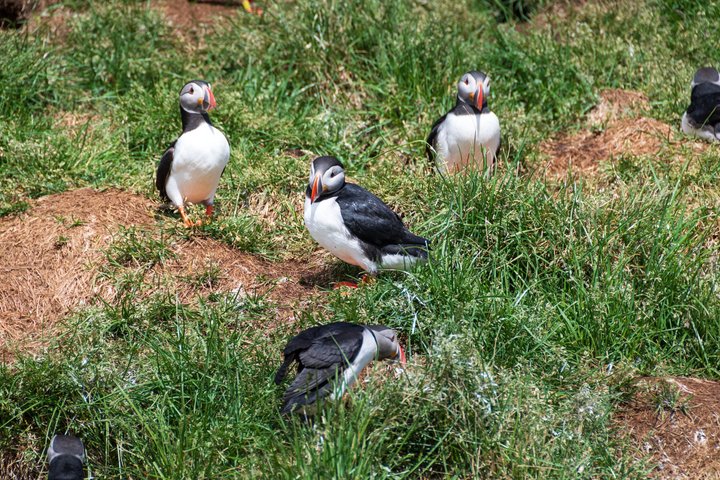 Westman Islands Volcano and World Largest Puffin Colony Tour