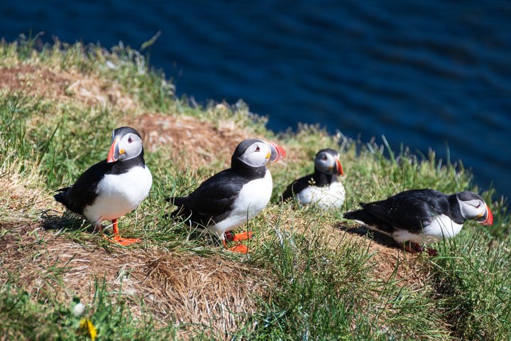 Westman Islands Volcano and World Largest Puffin Colony Tour