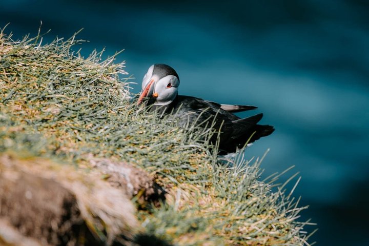 Westman Islands Volcano and World Largest Puffin Colony Tour