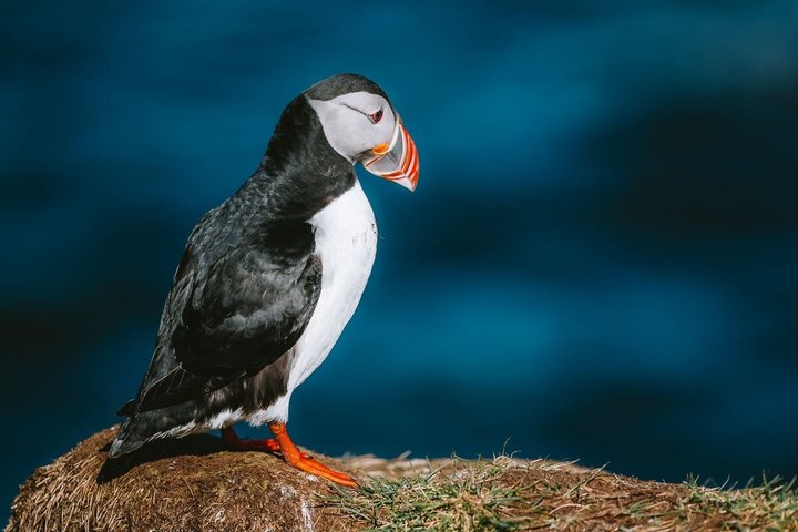 Puffin Watching and Gufufoss Waterfall Tour from Seydisfjordur