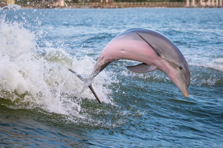 BIG FUN Dolphin Cruise & Sealife Experiece ORANGE BEACH ALABAMA