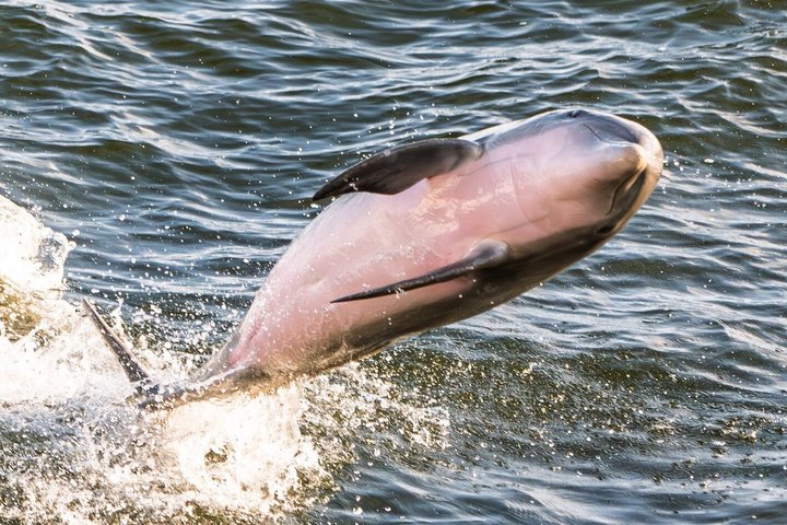 BIG FUN Dolphin Cruise & Sealife Experiece ORANGE BEACH ALABAMA