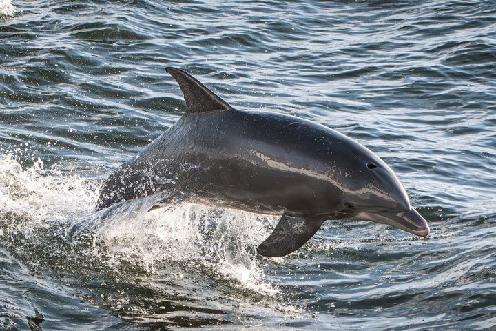 BIG FUN Dolphin Cruise & Sealife Experiece ORANGE BEACH ALABAMA