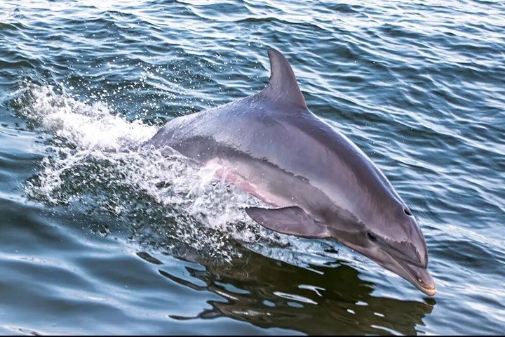 BIG FUN Dolphin Cruise & Sealife Experiece ORANGE BEACH ALABAMA
