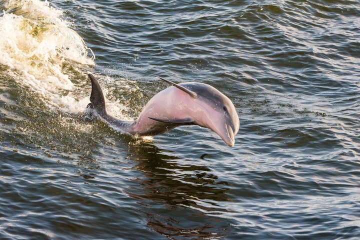 BIG FUN Dolphin Cruise & Sealife Experiece ORANGE BEACH ALABAMA