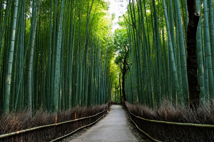 Kyoto Private Car Tour – Full Day | Hidden Gems & Nara Option