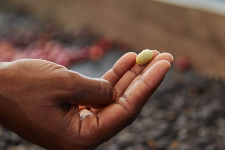 Experience Coffee Tour in San Cristobal, Galapagos.