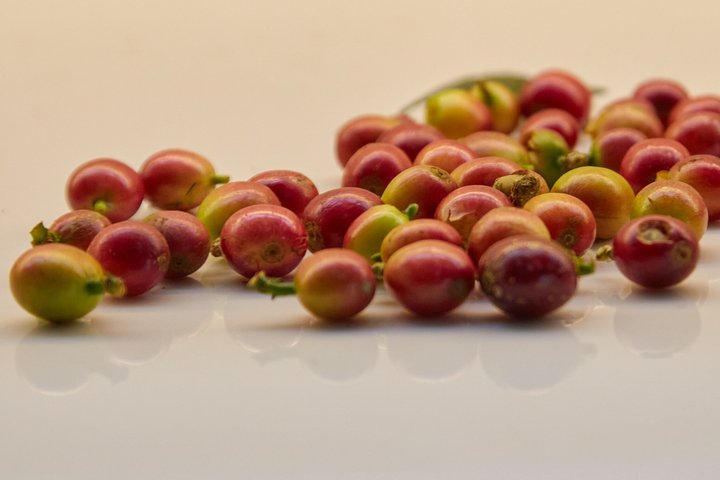Experience Coffee Tour in San Cristobal, Galapagos.