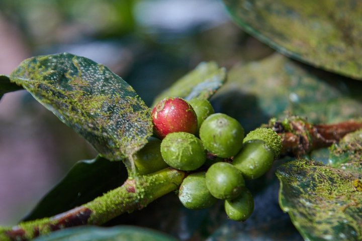 Experience Coffee Tour in San Cristobal, Galapagos.