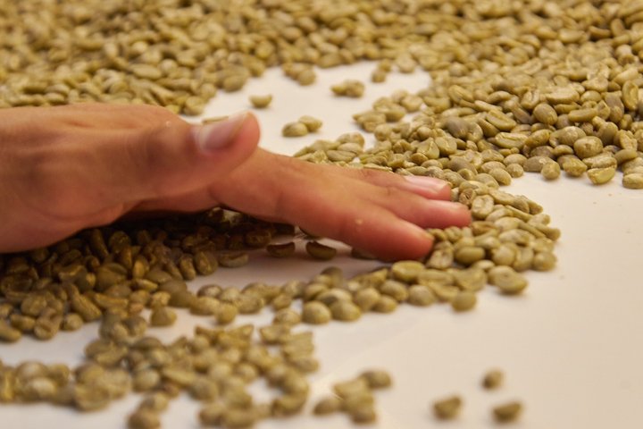 Experience Coffee Tour in San Cristobal, Galapagos.