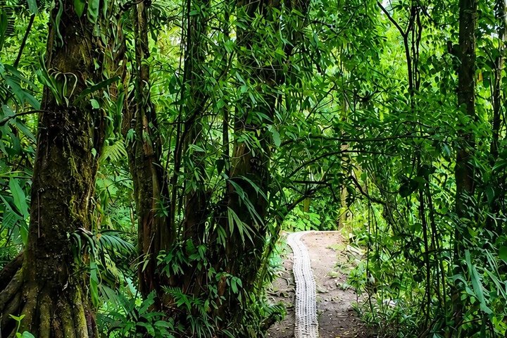 Arenal Volcano Canyoning and Waterfall Rappelling from La Fortuna