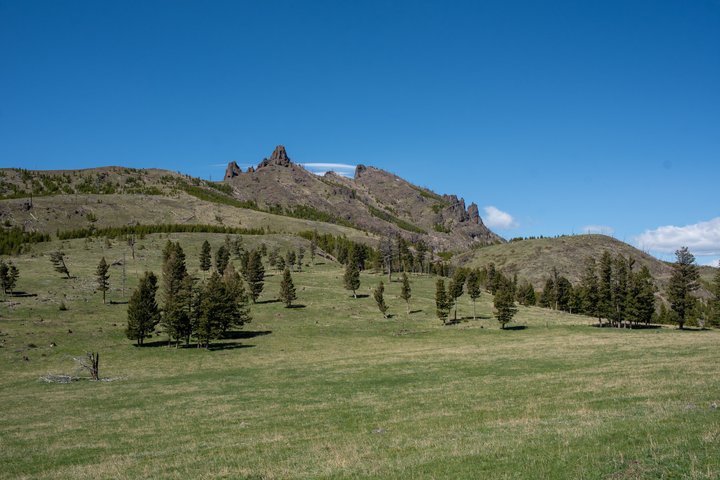 Blue Flower Trail Ride