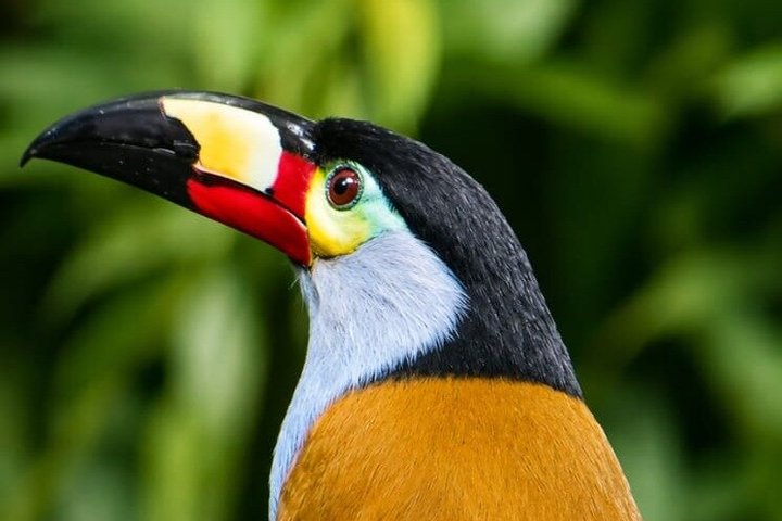 Mindo Cloud Forest Birdwatching & Photography - Private Day Tour