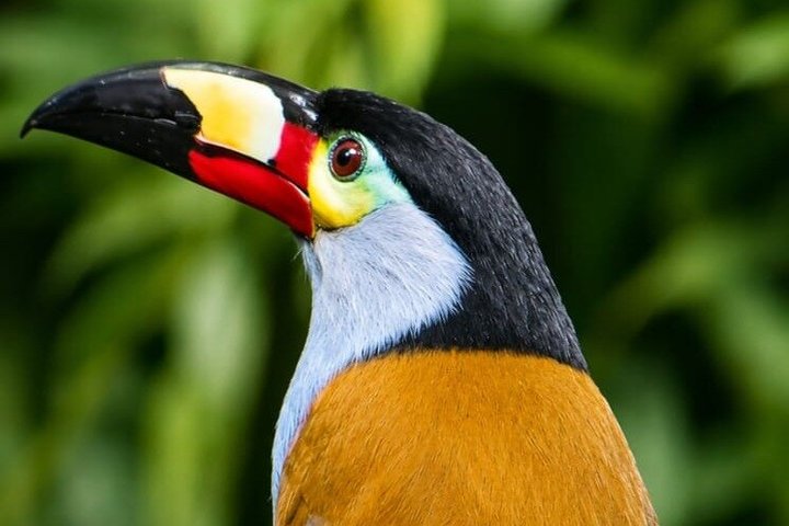 Mindo Bird Photography Experience | Ecuador Birds