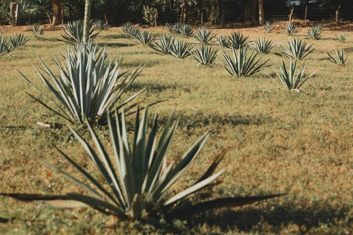 Cachasol Tequila Tasting Experience