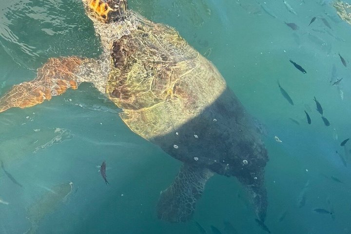Zakynthos Turtle Tour Small Group Turtle Spotting & Turtle Island
