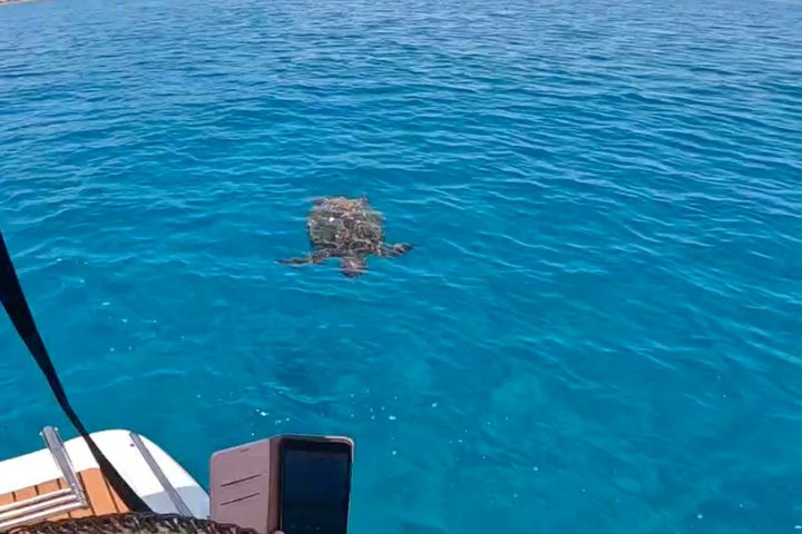 Zakynthos Turtle Tour Small Group Turtle Spotting & Turtle Island