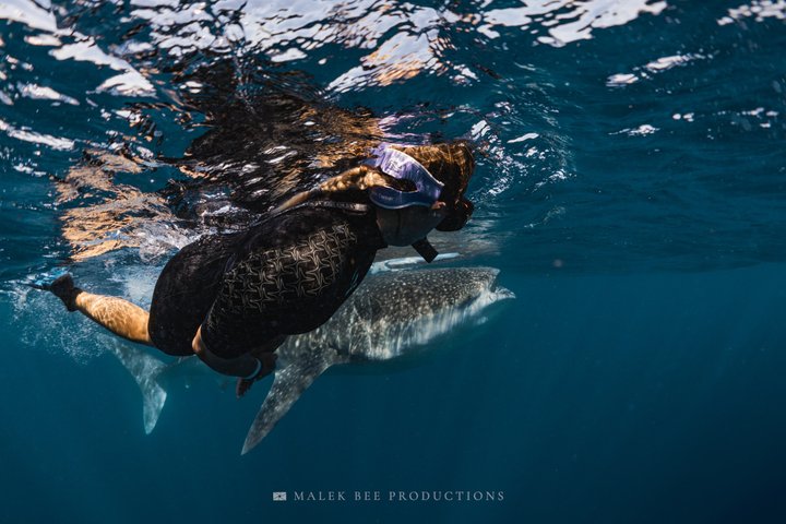 Whale Shark & Manta Ray Snorkel -(May-Sept) Only 10pp per Boat