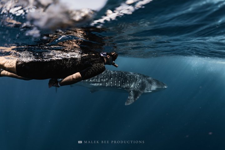 Whale Shark & Manta Ray Snorkel -(May-Sept) Only 10pp per Boat