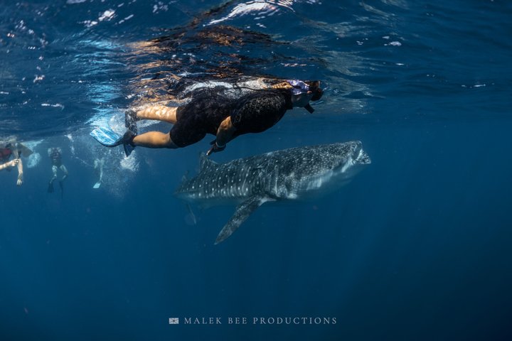 Whale Shark & Manta Ray Snorkel -(May-Sept) Only 10pp per Boat