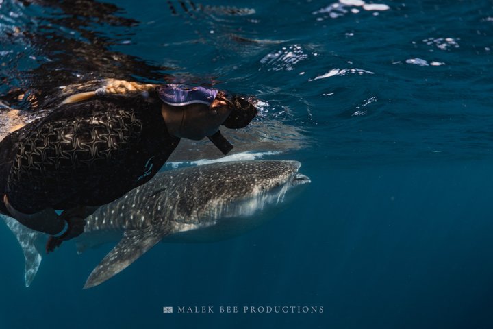 Whale Shark & Manta Ray Snorkel -(May-Sept) Only 10pp per Boat