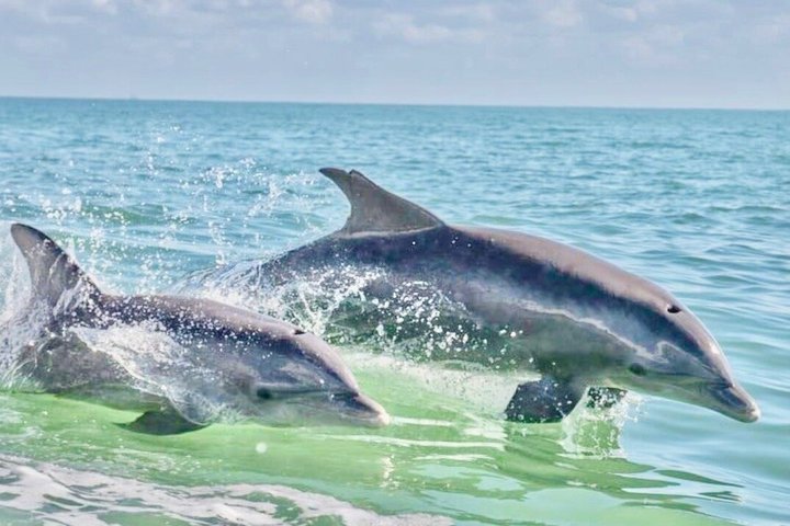 Shared Dolphin Cruise in Pensacola Beach | Frisky Mermaid